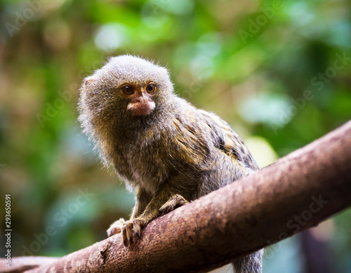 A Pygmy Marmoset on a Tree Branch, Cebuella pygmaea