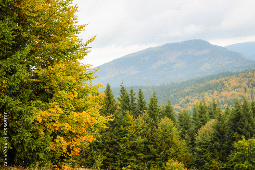 Autumn mountains. The beauty of the yellow leaves. Trees. Good light. Carpathians