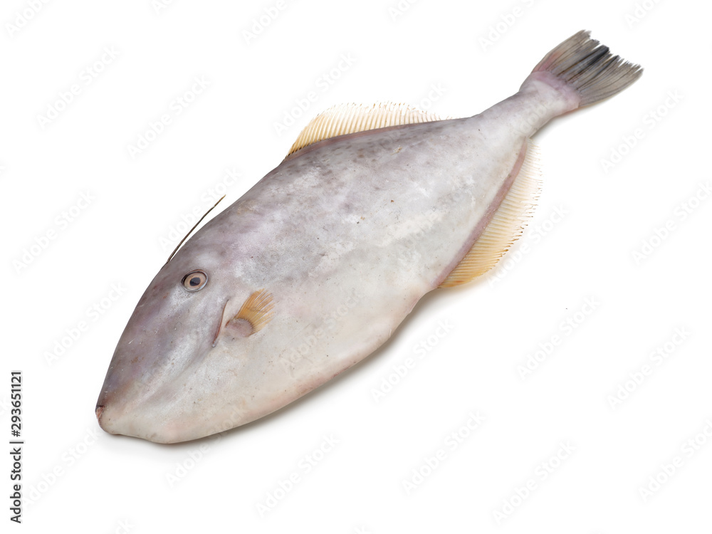 Filefish, Thread-sail filefish fish on white background Filefish, Thread-sail filefish fish on white background
