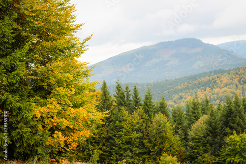 Autumn mountains. The beauty of the yellow leaves. Trees. Good light. Carpathians