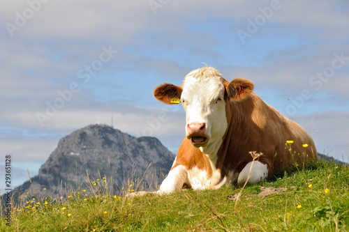 Junge Kuh genießt die Aussicht auf dem Berg