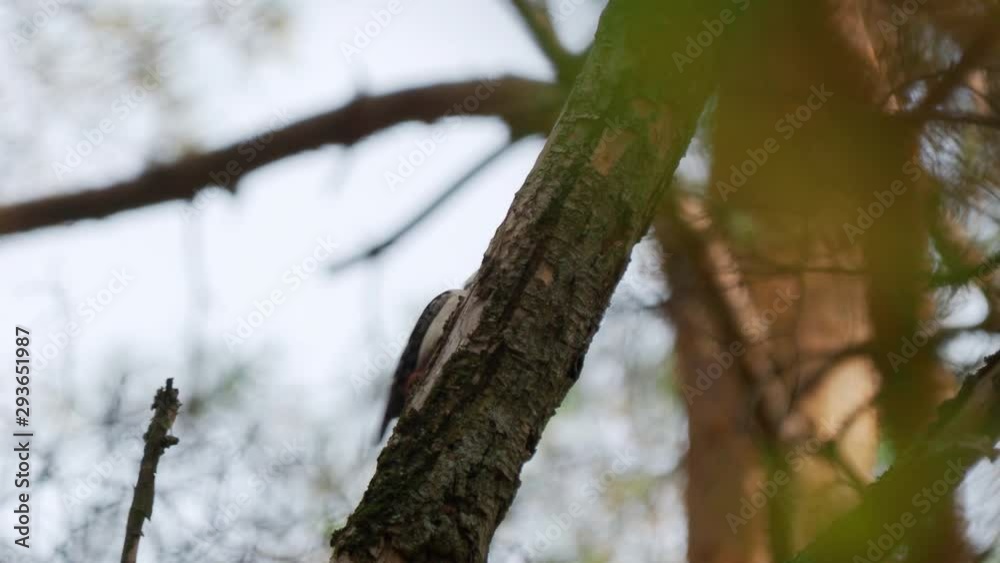 Great spotted woodpecker, Dendrocopos major, knocks on the bark of a tree, extracting edable insects. Bird in autumn forest. Great spotted woodpecker, Dendrocopos major, knocks on the bark of a tree, extracting edable insects. Bird in autumn forest.