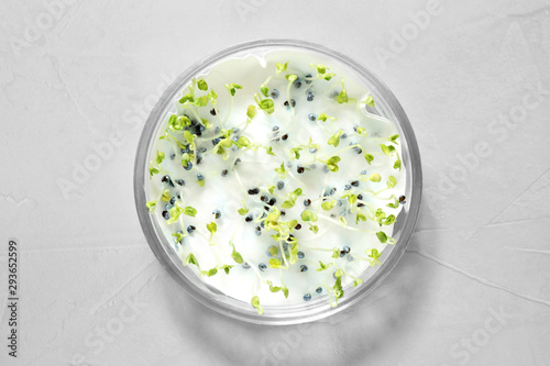 Germination and energy analysis of rape seeds in Petri dish on light table, top view. Laboratory research