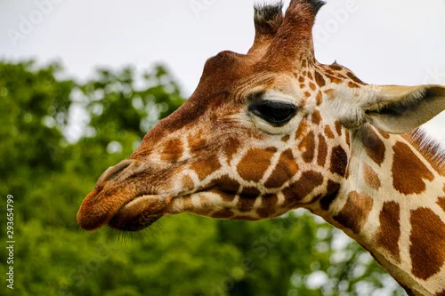 Fototapeta na wymiar Close-up & heads shot of Giraffe at Whipsnade zoo in London