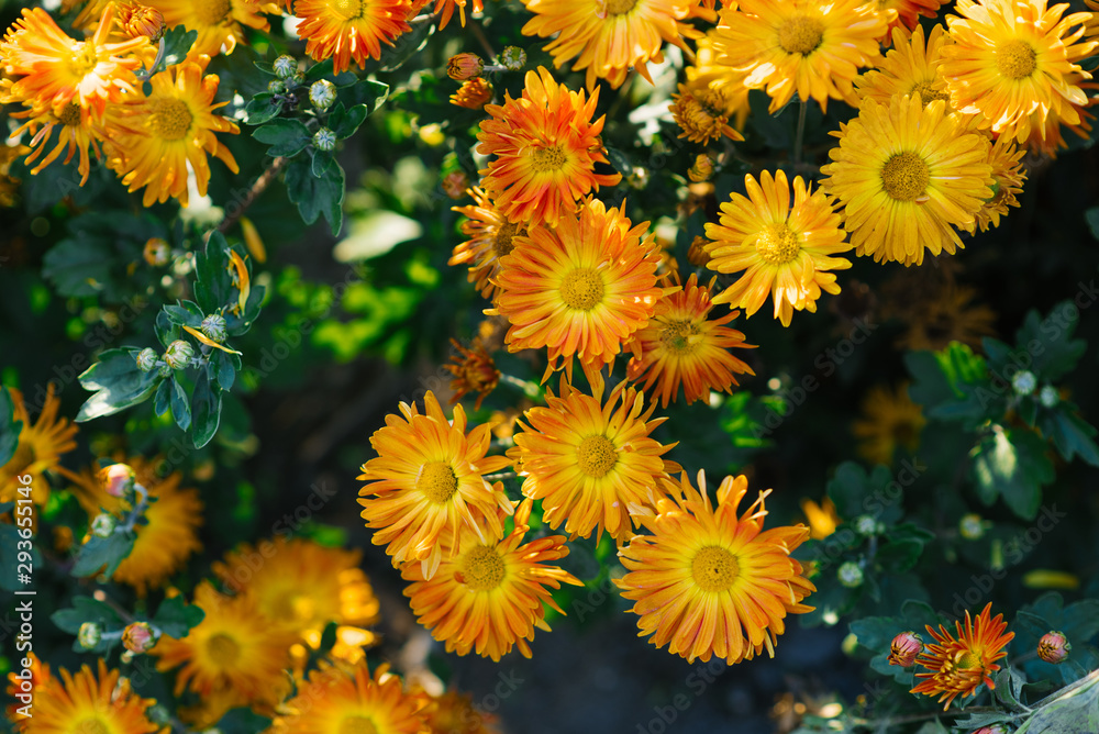 Orange chrysanthemums blooming in autumn in the garden Orange chrysanthemums blooming in autumn in the garden
