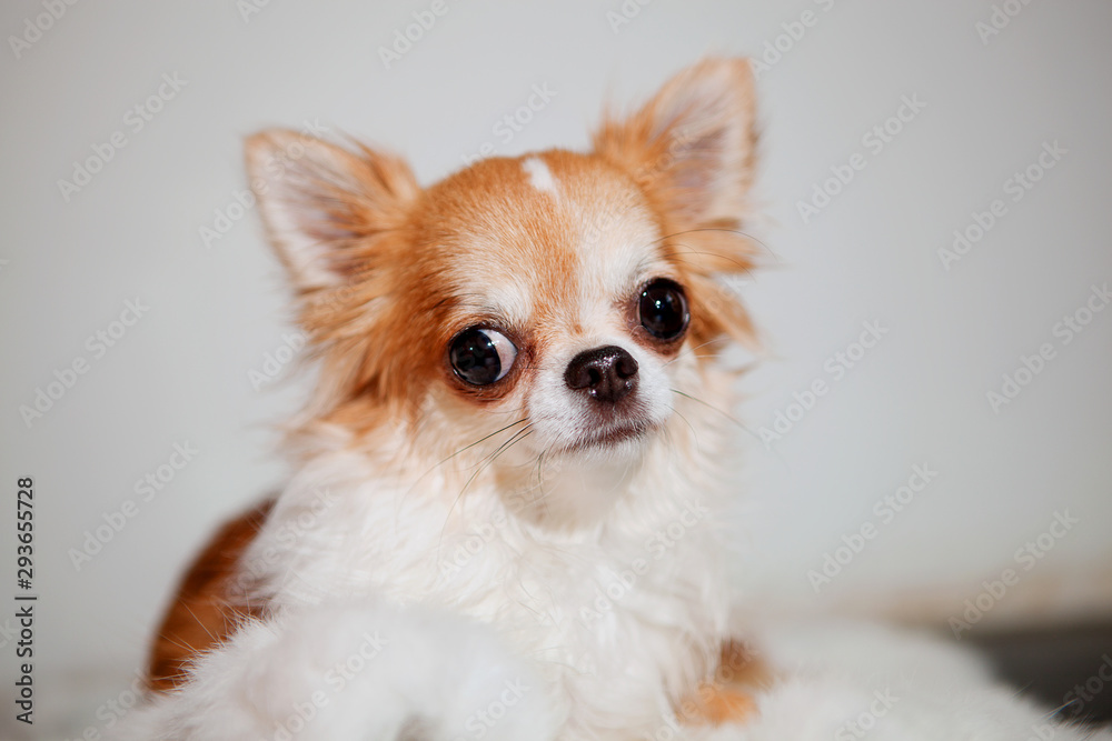 Chihuahua Chihuahua