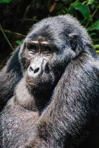 Gorilla at  Tracking in Uganda Biwindi NP