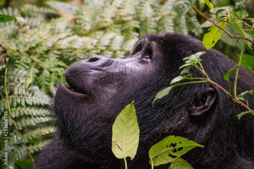 Interested Gorilla at  Tracking in Uganda Biwindi NP photo