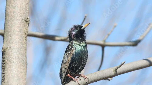 European Starling or Common Starling (Sturnus vulgaris) sits on a branch and sings a song in the early spring