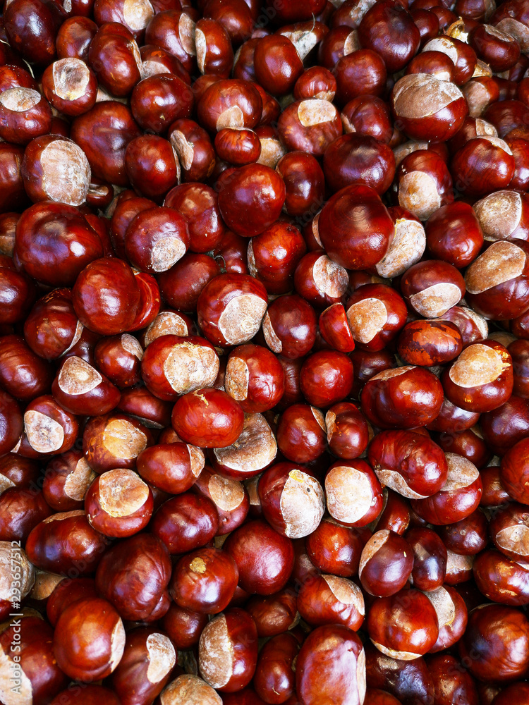 Fresh chestnut in red brown and white Fresh chestnut in red brown and white