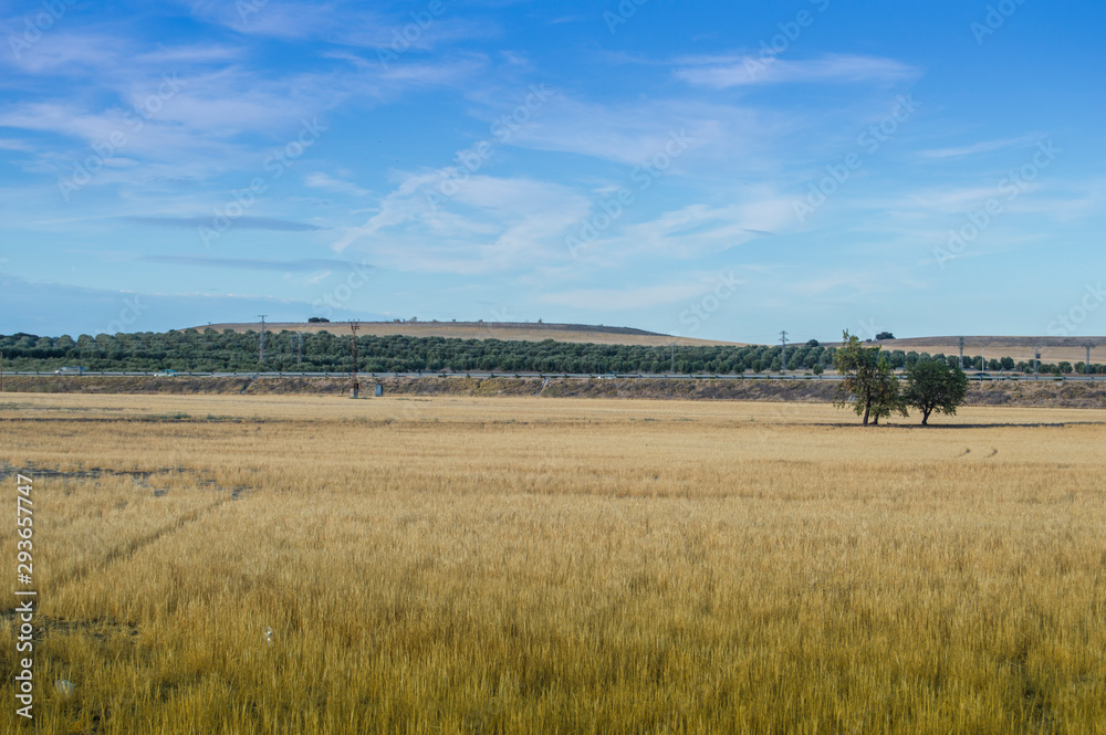 dry grass field in summer in Torrijos, province of Toledo. Castilla la Mancha. Spain.