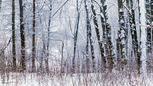 Row of snow covered trees in winter forest_