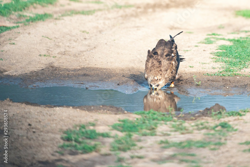 hawk drinking water from the pond © tutye
