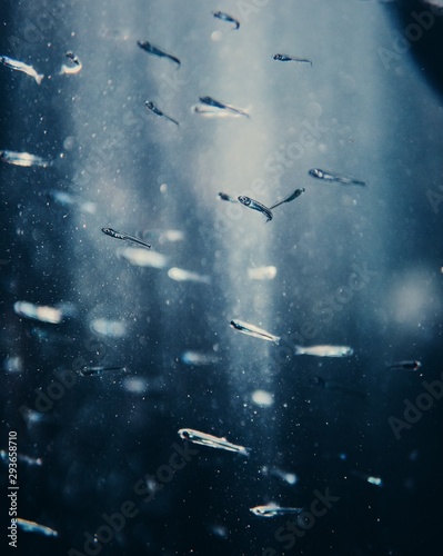 Pequeños peces a travez de la luz en el mar.