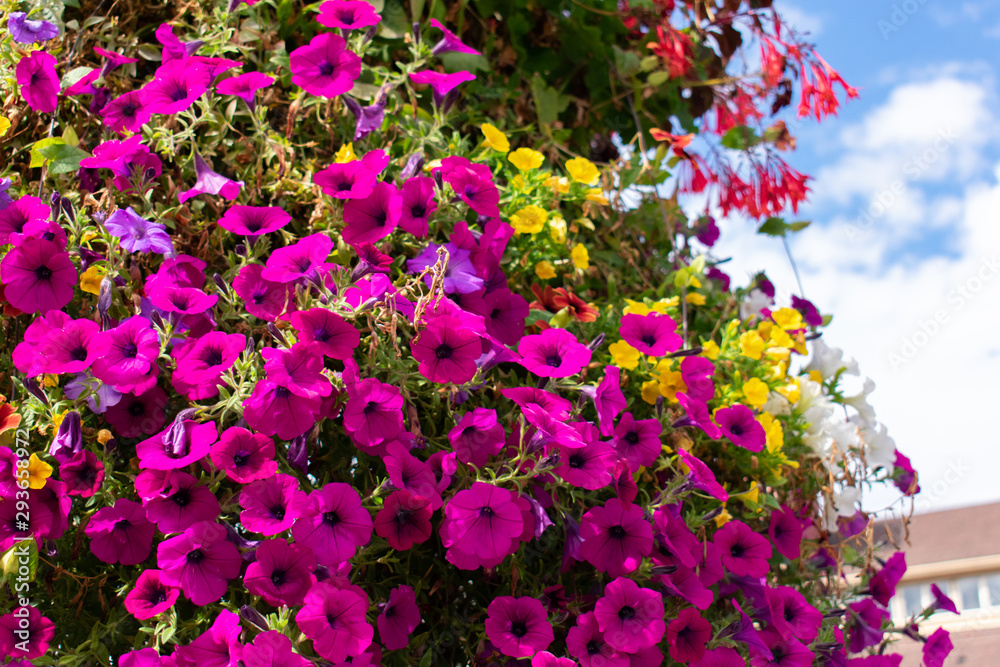 Fototapeta premium pink flowers in the garden