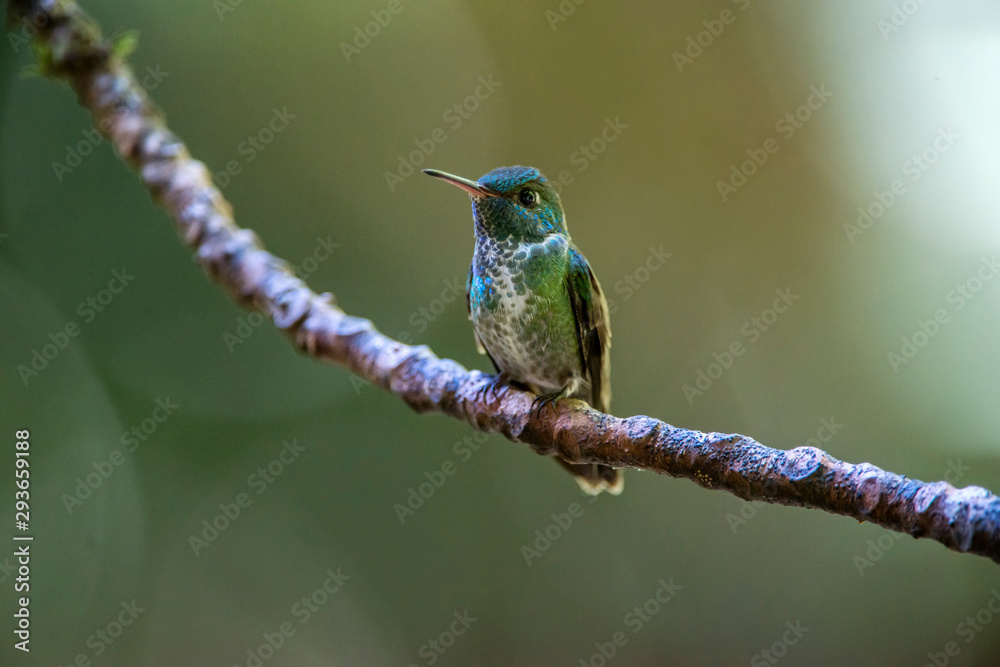 Fototapeta premium Versicolored Emerald photographed in Santa Teresa, Espirito Santo. Southeast of Brazil. Atlantic Forest Biome. Picture made in 2013.