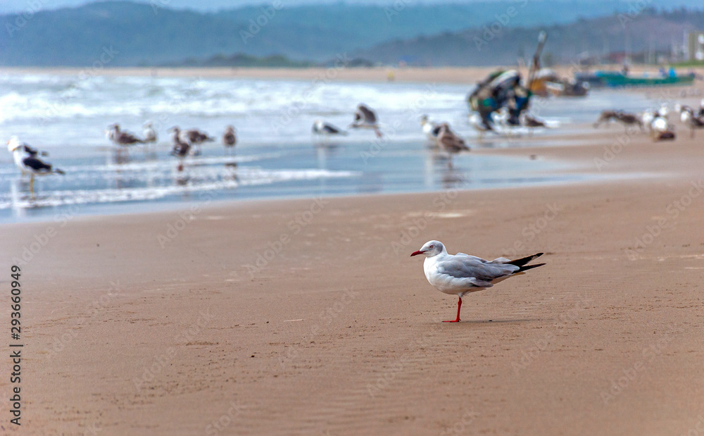 A seagull standing on the sand at the beach looking for food, San Pedro, Manabi, Ecuador A seagull standing on the sand at the beach looking for food, San Pedro, Manabi, Ecuador