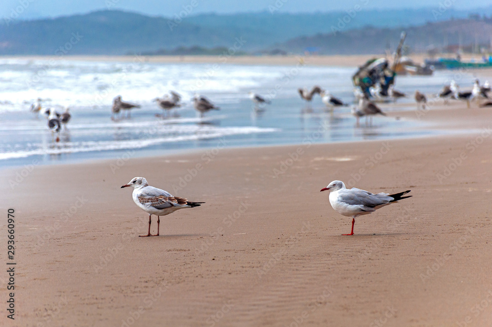 Two seagulls standing on the sand at the beach facing the ocean, San Pedro, Manabi, Ecuador