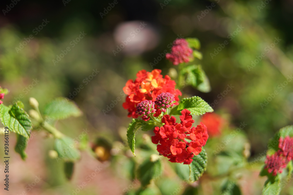 Lantana in Full Bloom Lantana in Full Bloom