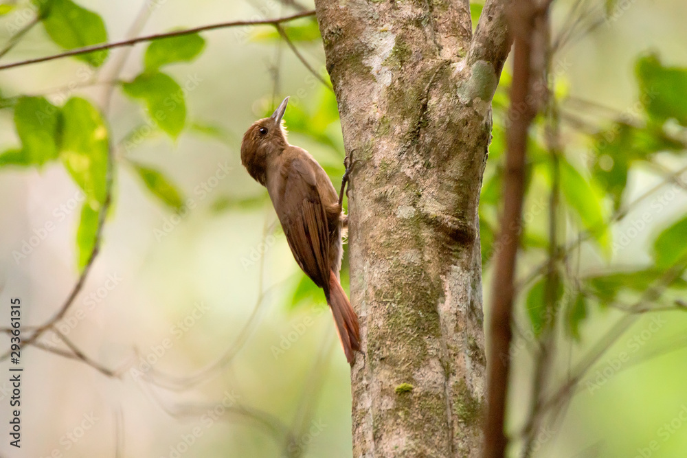 Plain winged Woodcreeper photographed in Santa Teresa, Espirito Santo. Southeast of Brazil. Atlantic Forest Biome. Picture made in 2013.