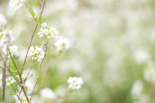background of small white summer flowers