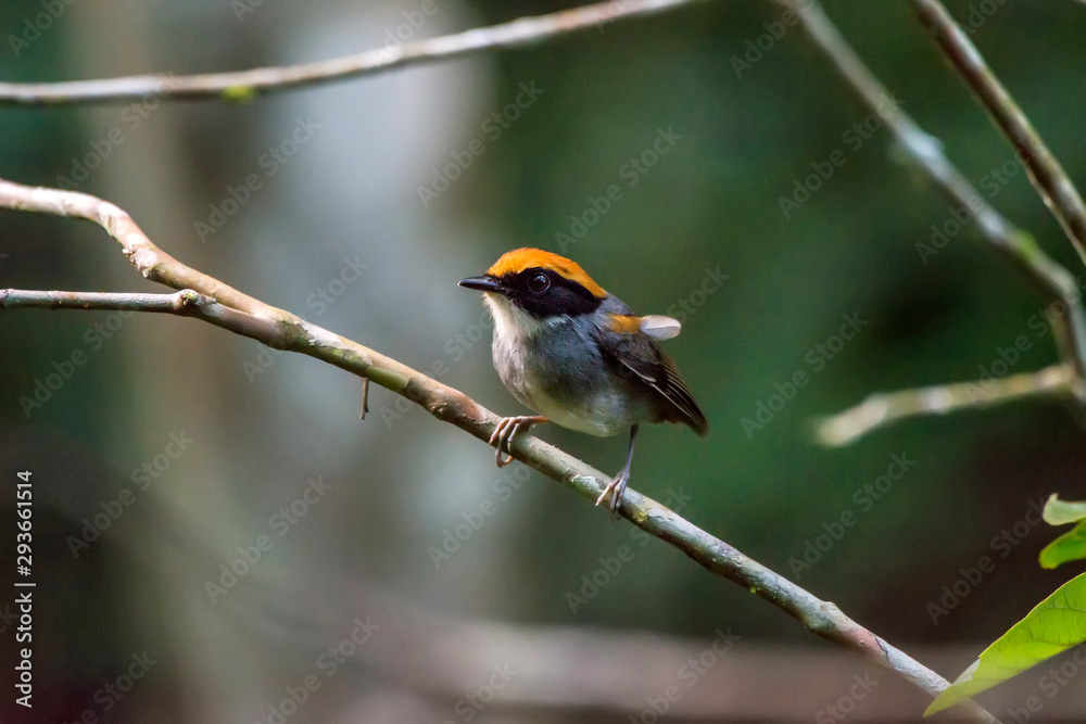 Obraz premium Black cheeked Gnateater photographed in Santa Teresa, Espirito Santo. Southeast of Brazil. Atlantic Forest Biome. Picture made in 2013.