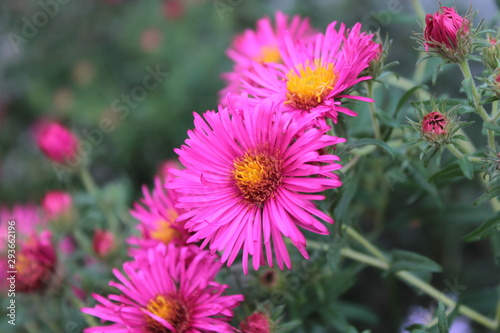 A beautiful pink aster grows in a summer garden.