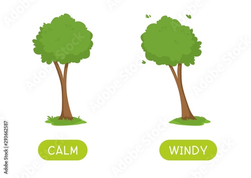 Childish educational word card with antonyms template. Flashcard for english language studying. Opposites, weather concept, calm and windy. Still and swaying trees flat illustration with typography