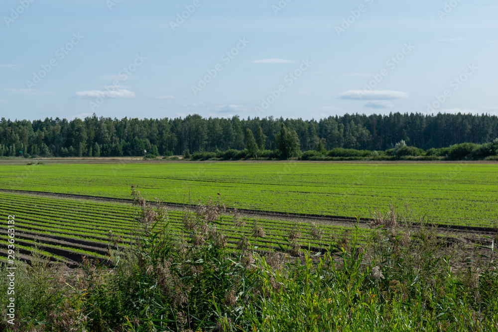 Rural field with vegetables. Cultivated Agricultural field