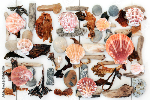Seashell, driftwood, seaweed and pebble abstract on a white wood background