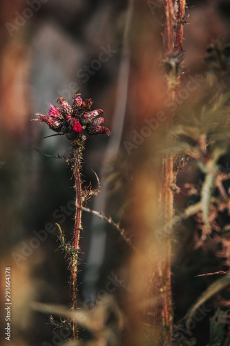thistle