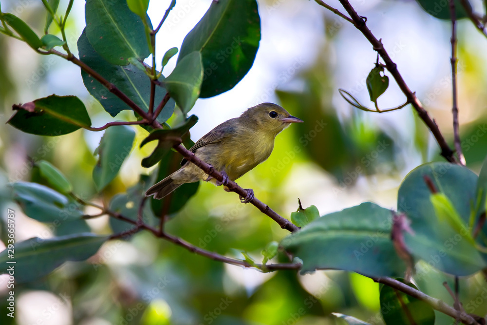 Obraz premium Female Bicolored Conebill photographed in Vitoria, Espirito Santo. Southeast of Brazil. Atlantic Forest Biome. Picture made in 2013.