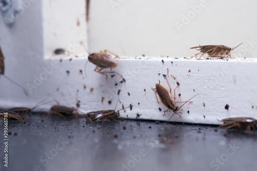 A lot of cockroaches are sitting on a white wooden shelf.The German cockroach (Blattella germanica). Common household cockroaches photo