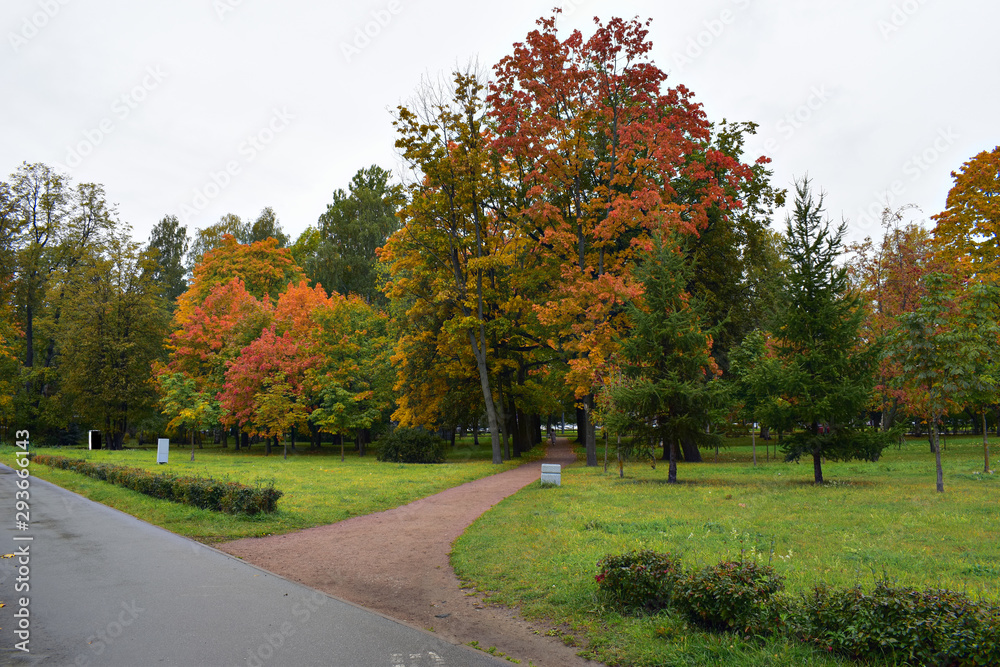 Autumn time, when the leaves turn yellow but do not fall from the trees. The path is shrouded on both sides by trees on a cloudy autumn day.