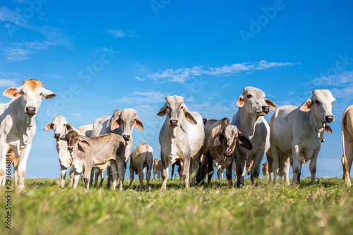 Herd of calves at summer green field in Panama