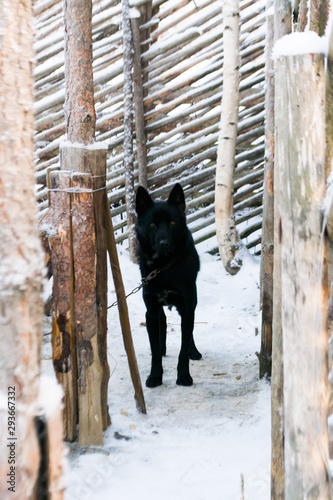 Black Alaskan husky on a chain against the snow and a wooden fence