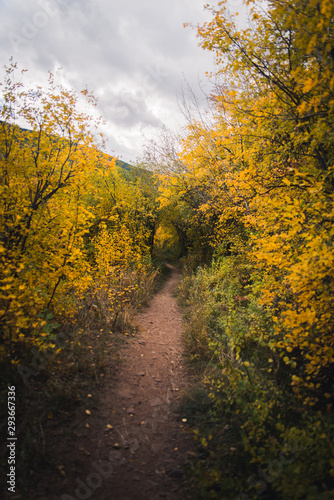 A trail covered in fall foliage in Vail  Colorado. 