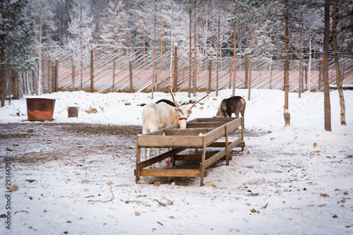 White reindeer eating from a feeder on a background of white snow, trees and fences