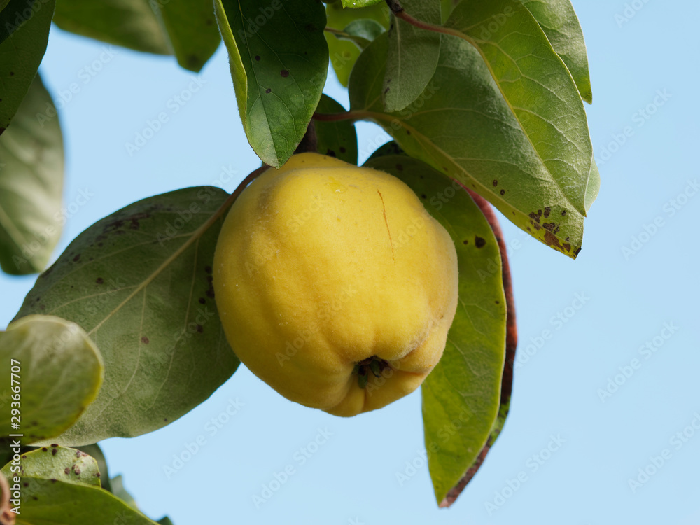 (Cydonia oblonga) Closeup of ripe quince on tree (Cydonia oblonga) Closeup of ripe quince on tree