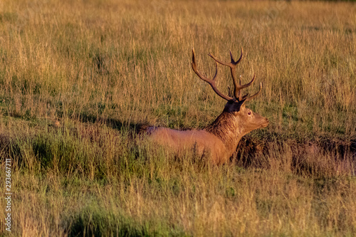 a big deer in the roar of the forest  in cantabria