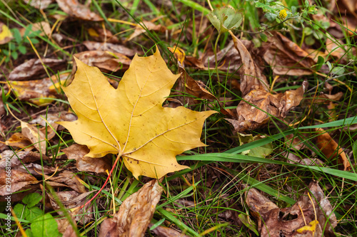 Yellow maple leaf on the ground near brown dry leaves. Autumn nature concept. © ALEXANDR YURTCHENKO