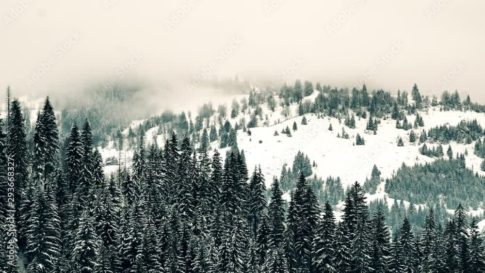 Amazing winter landscape with moving windy clouds and pine trees. Amazing winter landscape with moving windy clouds and pine trees.