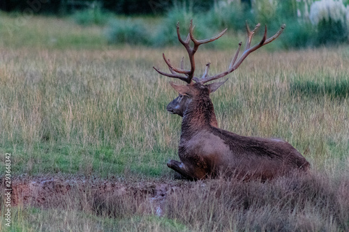 a big deer in the roar of the forest  in cantabria