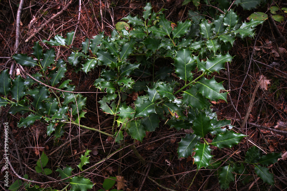 holly plant in a forest in september.