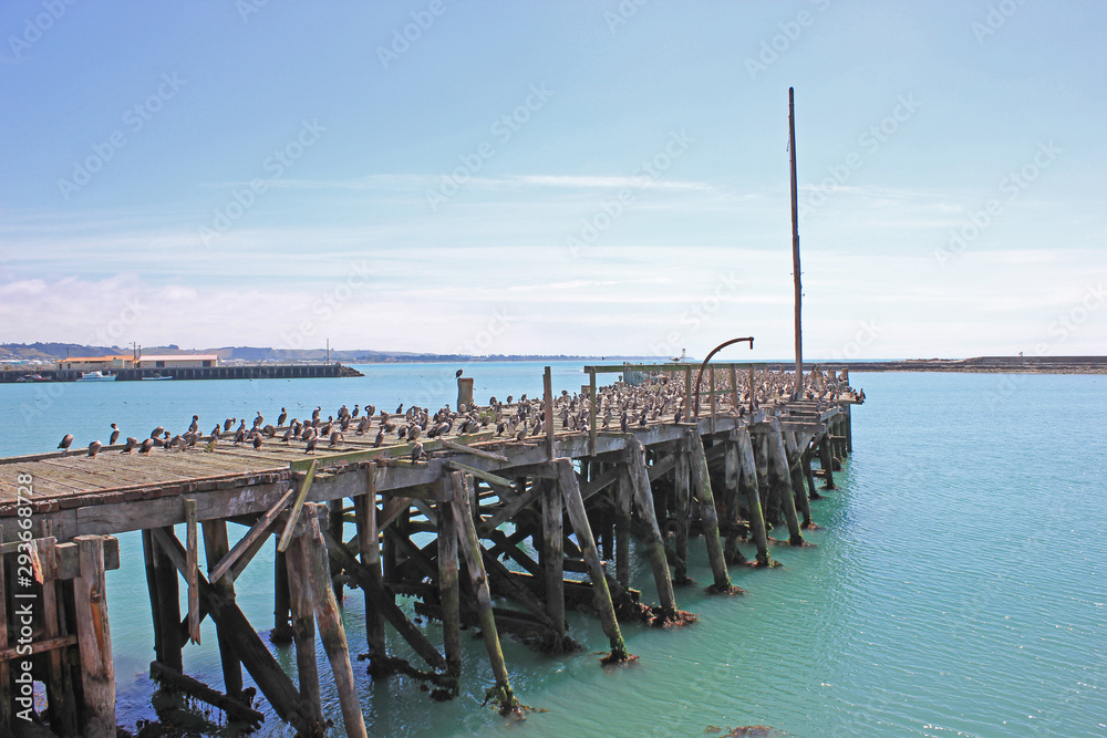Pier with birds at the sea coast in oamaru, new zealand