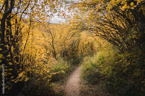 A trail covered in fall foliage in Vail  Colorado. 