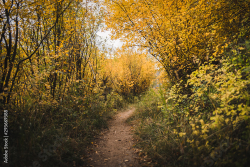 A trail covered in fall foliage in Vail, Colorado.  © Rosemary