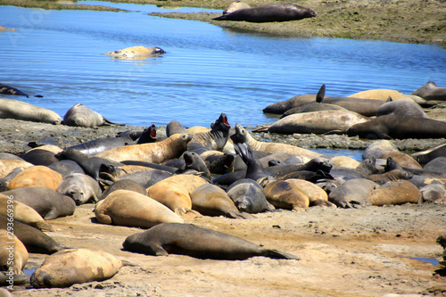 Robben und Seelöwen auf Halbinsel Valdes in Argentinien