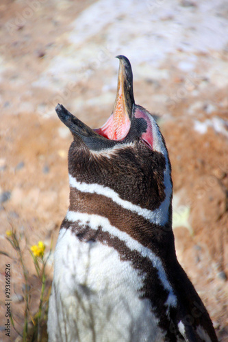 Magellan Pinguin auf Halbinsel Valdes in Patagonien g  hnt