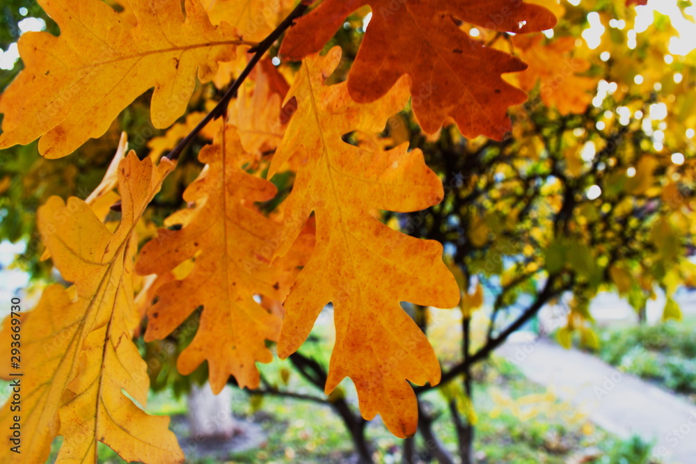 maple leaves in autumn